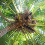 marbella adopta metodo podar palmeras